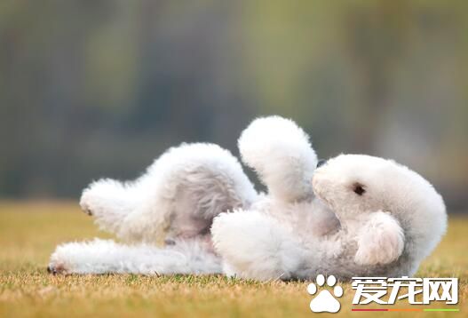 貝靈頓梗怎麼樣 貝靈頓梗大膽強健敏捷