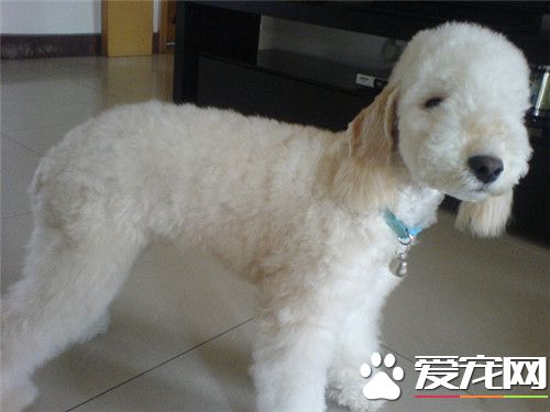 貝靈頓梗怎麼樣 貝靈頓梗大膽強健敏捷