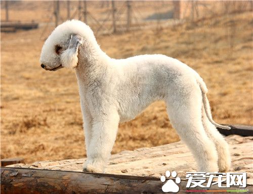 貝靈頓梗一天吃多少 貝靈頓梗幼犬喂食要點