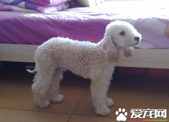 貝靈頓梗一天吃多少 貝靈頓梗幼犬喂食要點
