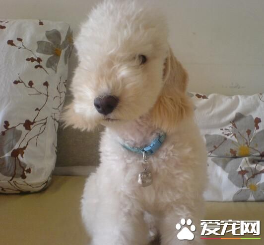 貝靈頓梗一天吃多少 貝靈頓梗幼犬喂食要點