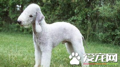 貝靈頓梗性格 貝靈頓梗犬勇敢性情穩定
