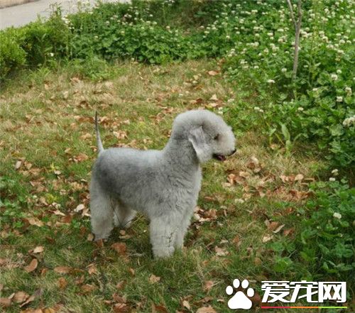 貝靈頓梗性格 貝靈頓梗犬勇敢性情穩定