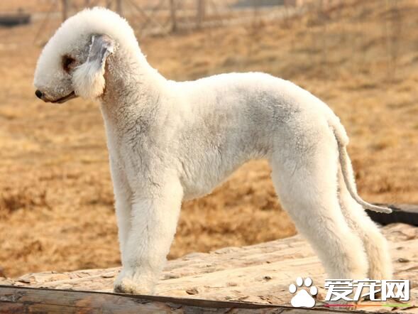 貝靈頓梗性格 貝靈頓梗犬勇敢性情穩定