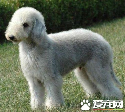 貝靈頓梗為什麼少 一般人也不太喜歡養