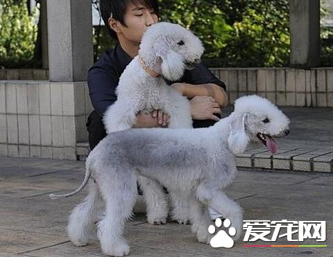 貝靈頓梗為什麼少 一般人也不太喜歡養
