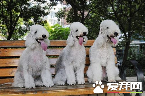貝靈頓梗為什麼禁養 貝靈頓梗有好斗的個性
