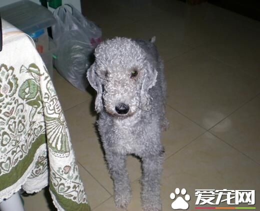貝靈頓梗為什麼沒人養 貝靈頓梗犬吃什麼