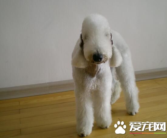 貝靈頓梗為什麼沒人養 貝靈頓梗犬吃什麼