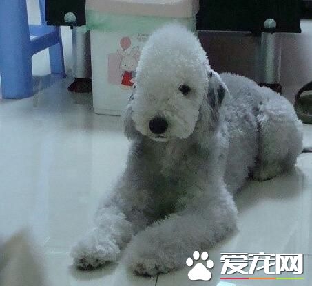 貝靈頓梗為什麼禁養 貝靈頓梗有好斗的個性