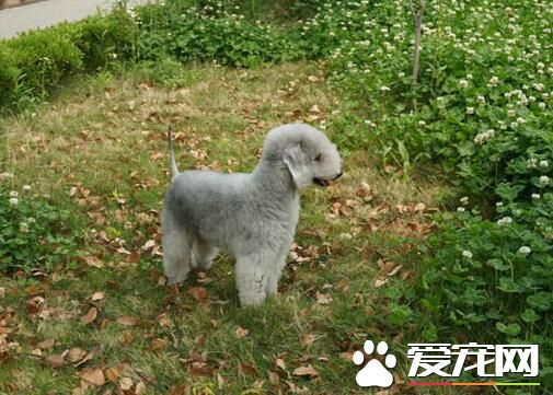 貝靈頓梗胎毛要不要剃 是需要剃胎毛的
