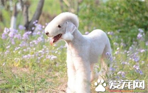 貝靈頓梗多大 雄性貝靈頓梗肩41到43厘米