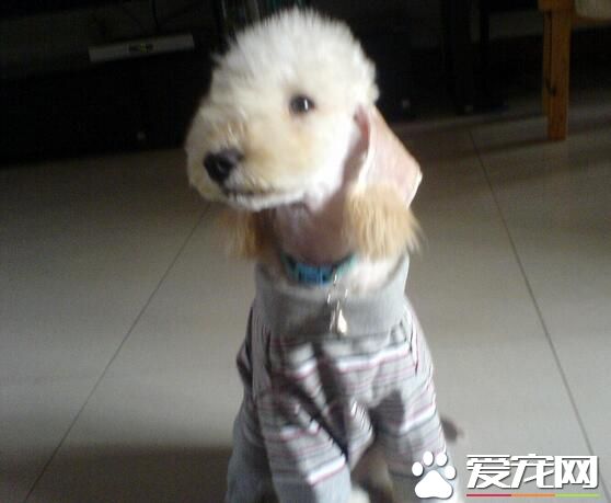 貝靈頓梗掉毛麼 貝靈頓梗換毛期如何護理