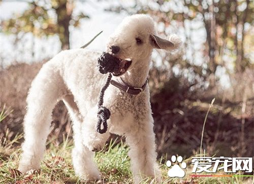 貝靈頓梗掉毛麼 貝靈頓梗換毛期如何護理