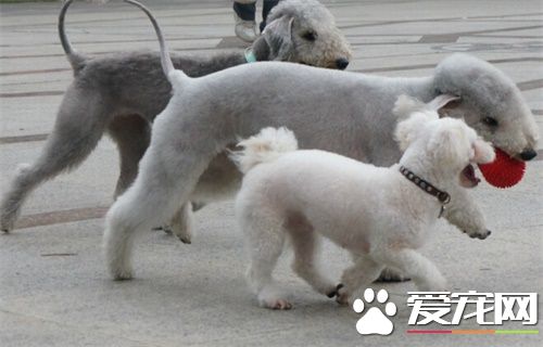 貝靈頓梗打架厲害嗎 貝靈頓梗如何馴養