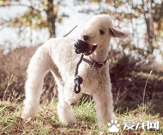 貝靈頓梗打架厲害嗎 貝靈頓梗如何馴養
