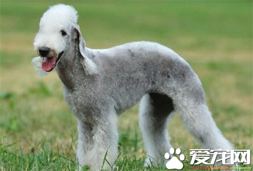 貝靈頓梗吃什麼狗糧好 養貝靈頓梗之前要准備什麼