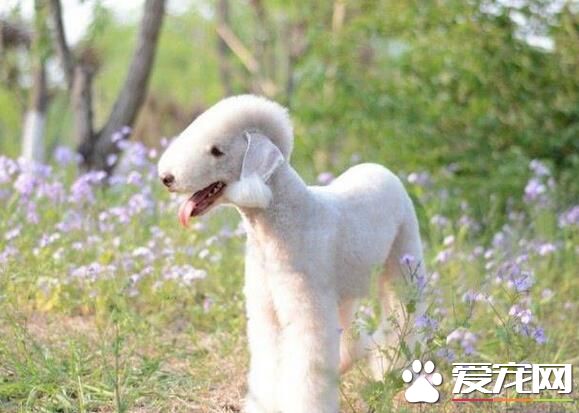 貝靈頓梗成犬飼養方法 貝靈頓梗吃什麼