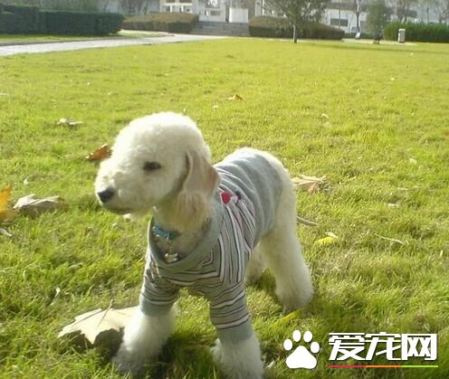 貝靈頓梗不能吃什麼 貝靈頓梗喂食特別注意