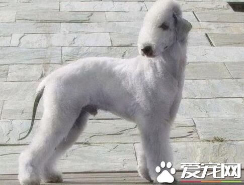 貝靈頓梗成犬飼養方法 貝靈頓梗吃什麼