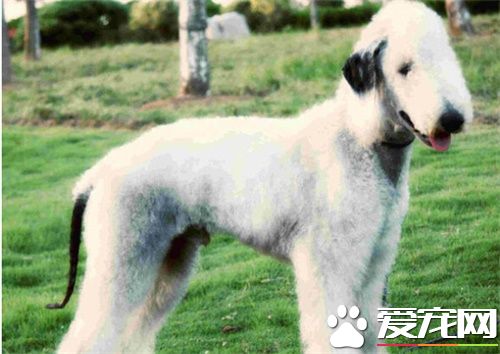 貝靈頓梗不能吃什麼 貝靈頓梗喂食特別注意