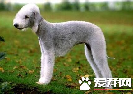 貝靈頓梗變色 貝靈頓梗變色怎麼回事