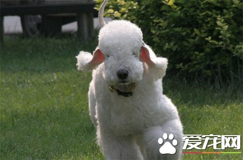 貝靈頓梗變色 貝靈頓梗變色怎麼回事