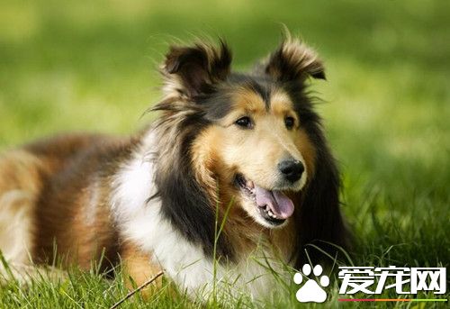 喜樂蒂牧羊犬種類 喜樂蒂牧羊犬的種群分布