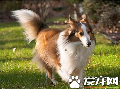 喜樂蒂牧羊犬最大能長多少斤 六至十二公斤