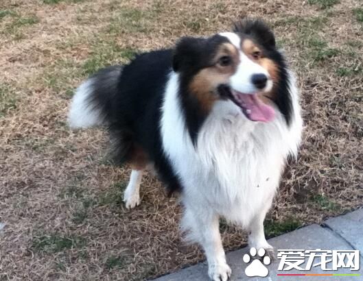 喜樂蒂牧羊犬最大能長多少斤 六至十二公斤