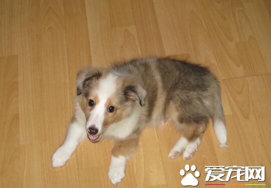喜樂蒂牧羊犬種類 喜樂蒂牧羊犬的種群分布