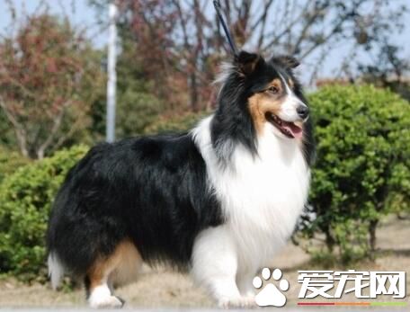 喜樂蒂牧羊犬怎麼樣 喜樂蒂牧羊犬的優點
