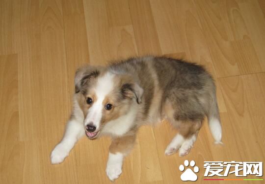喜樂蒂牧羊犬的用途 是很好的小看家犬