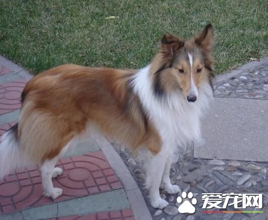 喜樂蒂牧羊犬的用途 是很好的小看家犬