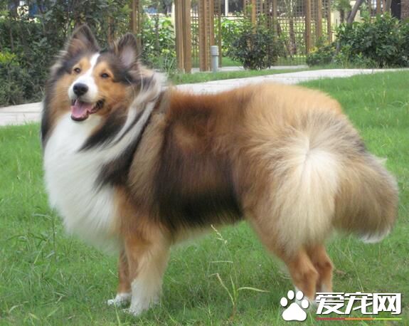 喜樂蒂牧羊犬怎麼樣 喜樂蒂牧羊犬的優點