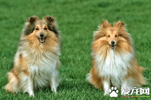 喜樂蒂牧羊犬幼犬的特征 喜樂蒂牧羊犬幼犬的養護
