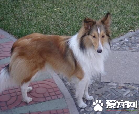 喜樂蒂牧羊犬幼犬的特征 喜樂蒂牧羊犬幼犬的養護