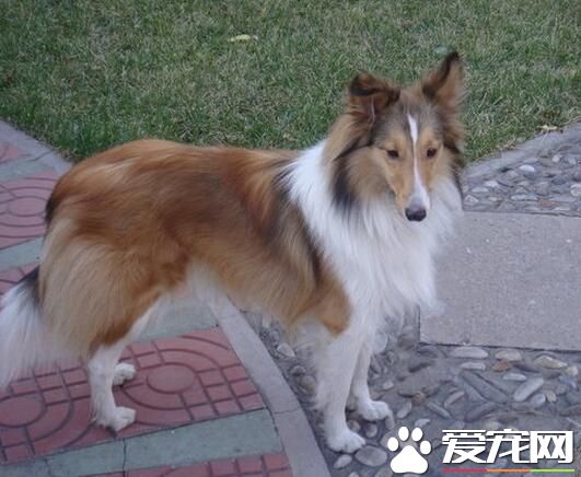 喜樂蒂牧羊犬怎麼養 營養需要經過精心配置