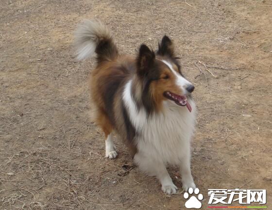 喜樂蒂牧羊犬怎麼養 營養需要經過精心配置