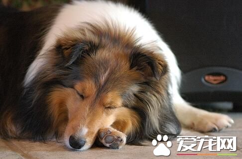 喜樂蒂牧羊犬咬人嗎 日常生活中是十分溫順的
