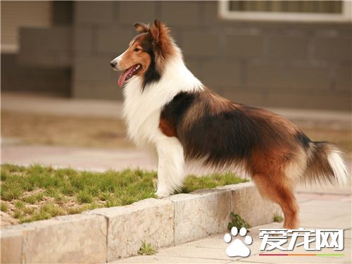 喜樂蒂牧羊犬體味程度 喜樂蒂牧羊犬體味大不大
