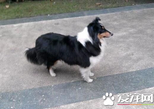 喜樂蒂牧羊犬的顏色 喜樂蒂毛色分為四系