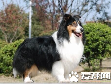 喜樂蒂牧羊犬養多久 大概在十三到十四年左右