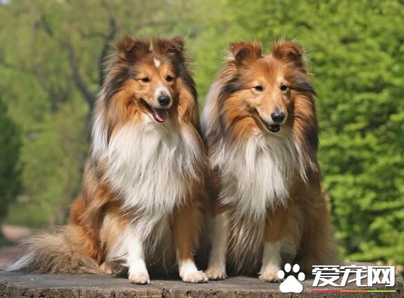 喜樂蒂牧羊犬的顏色 喜樂蒂毛色分為四系