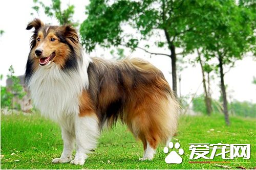 喜樂蒂牧羊犬養多久 大概在十三到十四年左右