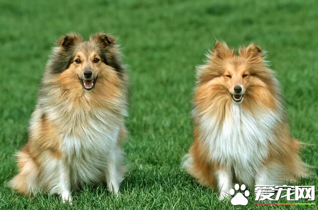 喜樂蒂牧羊犬適合吃什麼狗糧 喜樂蒂的狗糧注意事項