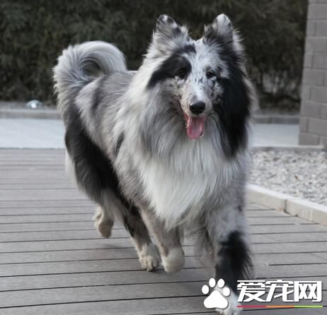 喜樂蒂牧羊犬養多久 大概在十三到十四年左右