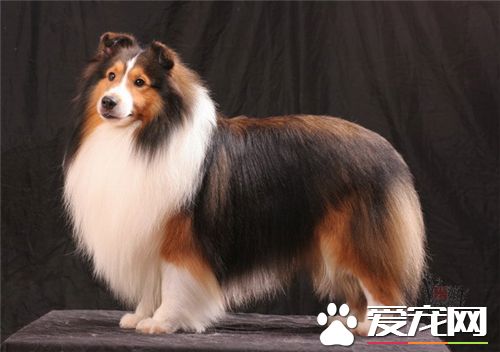 喜樂蒂牧羊犬適合吃什麼狗糧 喜樂蒂的狗糧注意事項