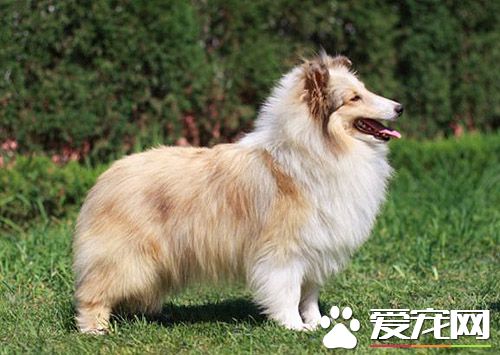 喜樂蒂牧羊犬看家能力 看家能力中等有辨識能力