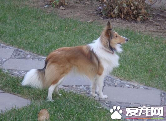 喜樂蒂牧羊犬看家能力 看家能力中等有辨識能力